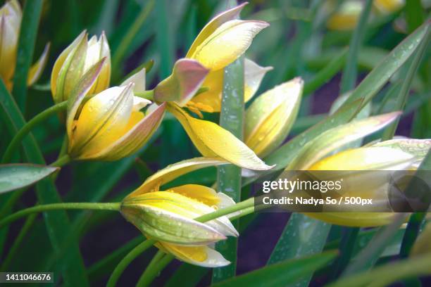 tarda dasystemon,small yellow tulipa tarda flowers bowed under raindrops - tulipa tarda stock pictures, royalty-free photos & images