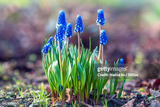 grape hyacinth flowering - muscari botryoides plant blooming with blue flowers in spring garden - muscari botryoides stock pictures, royalty-free photos & images