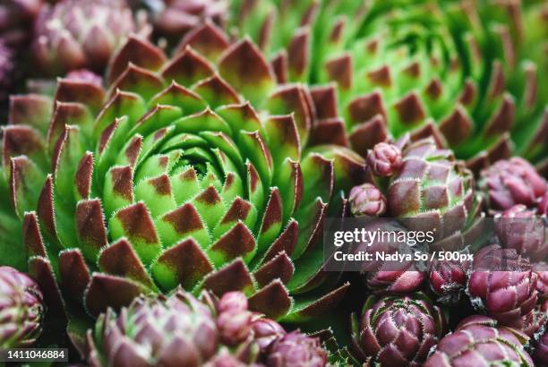 mountain houseleek green and brown-red large and small rosettes,closeup - sempervivum montanum stock pictures, royalty-free photos & images