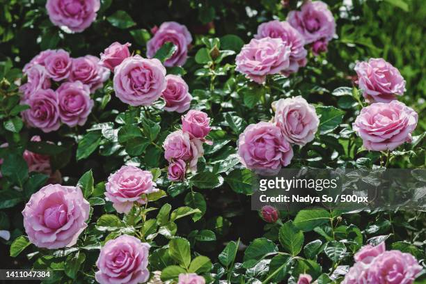pink roses bush blooming in summer garden - feld rose stock-fotos und bilder