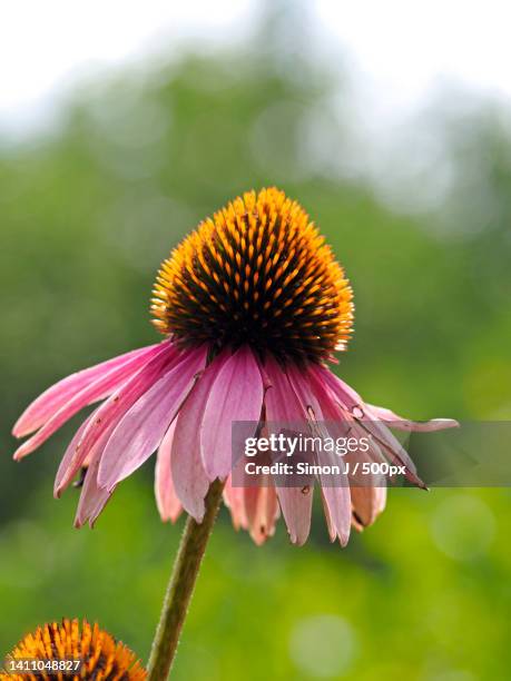 close-up of purple flower,boston,massachusetts,united states,usa - simon hardenne stock pictures, royalty-free photos & images