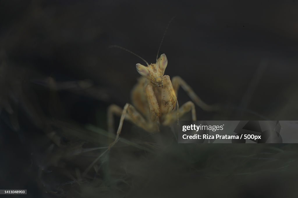 Close-up of insect on plant,Surakarta,Indonesia