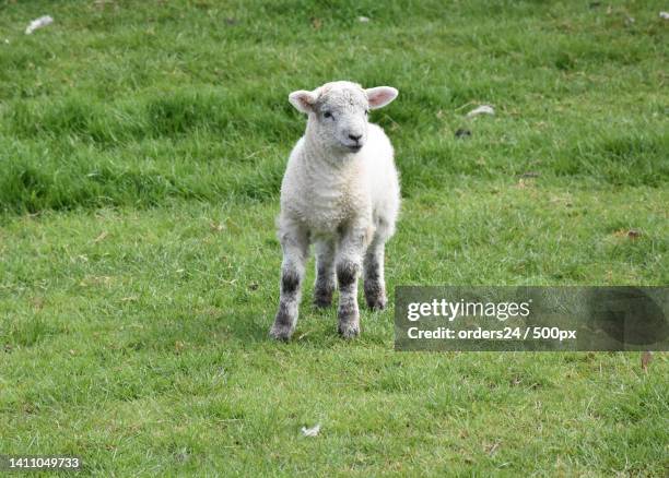200 Baby Ram Photos and Premium High Res Pictures - Getty Images 200 Baby Ram Photos and Premium High Res Pictures - Getty Images