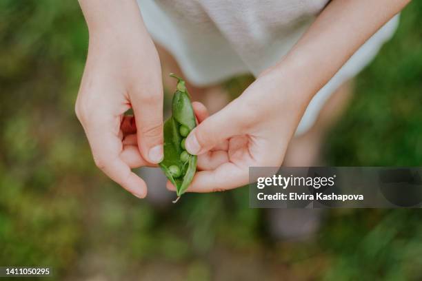 fresh and green peas in hands. open green peas - pod stock pictures, royalty-free photos & images