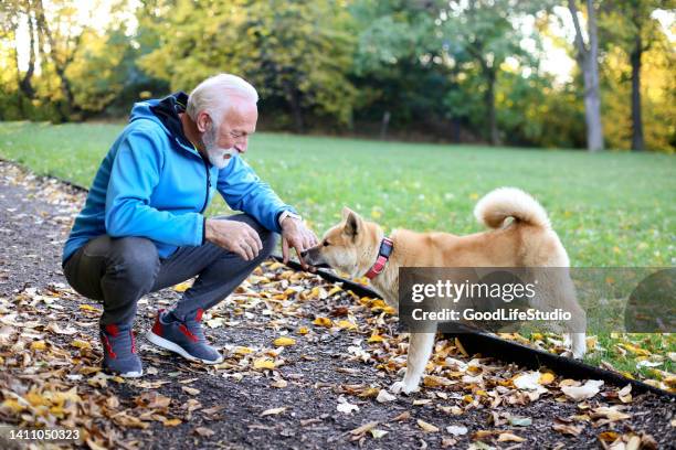 senior man with his dog - shiba inu adult stock pictures, royalty-free photos & images