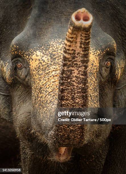 close-up of indian asian elephant,singapore - animal nose stock pictures, royalty-free photos & images