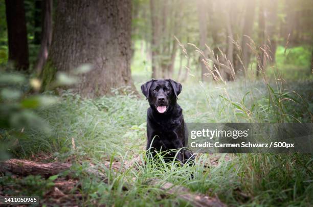 portrait of labrador retriever sitting on field - svart labrador retriever bildbanksfoton och bilder