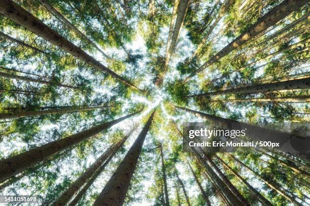low angle view of bamboo trees in forest,campigna,forl- cesena,italy - foresta foto e immagini stock