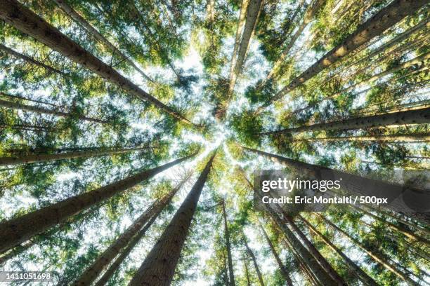 low angle view of bamboo trees in forest,campigna,forl- cesena,italy - italy landscape foto e immagini stock