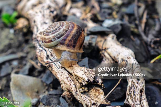 close-up of snail - snäckor bildbanksfoton och bilder