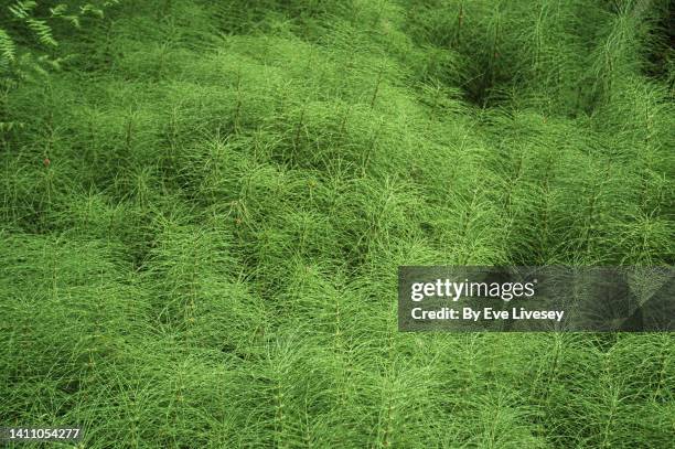equisetum arvense plants - ackerschachtelhalm stock-fotos und bilder