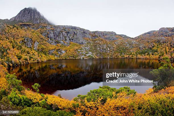 nothofagus gunnii - cradle mountain stock pictures, royalty-free photos & images