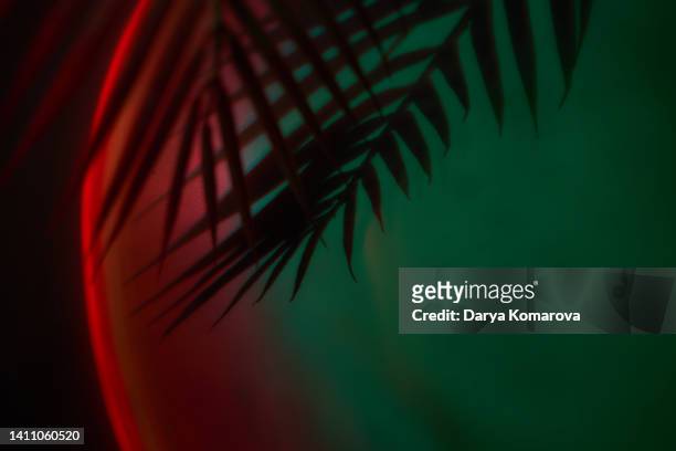 a leaf of a tropical plant. the shadow of a palm leaf with an unusual multicolored light. сoncept of a southern night disco. - tropical climate stock-fotos und bilder