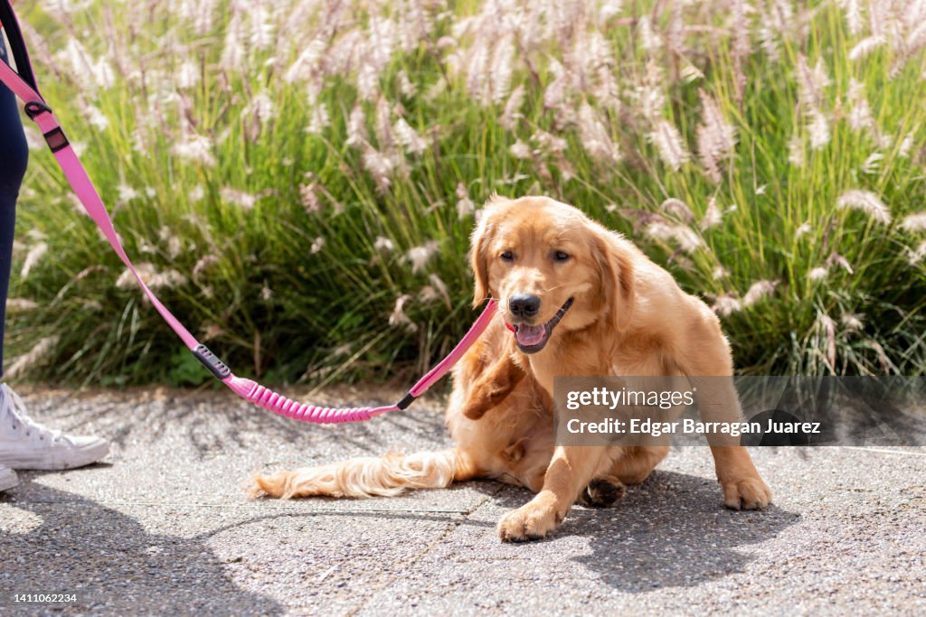 Golden Retriever dog scratching himself for fleas while being walked in the park