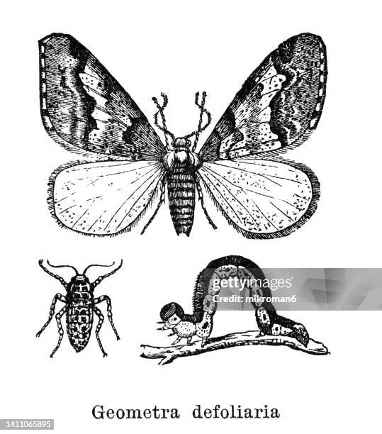 old engraved illustration of entomology, mottled umber moth (erannis defoliaria) - moth stock pictures, royalty-free photos & images