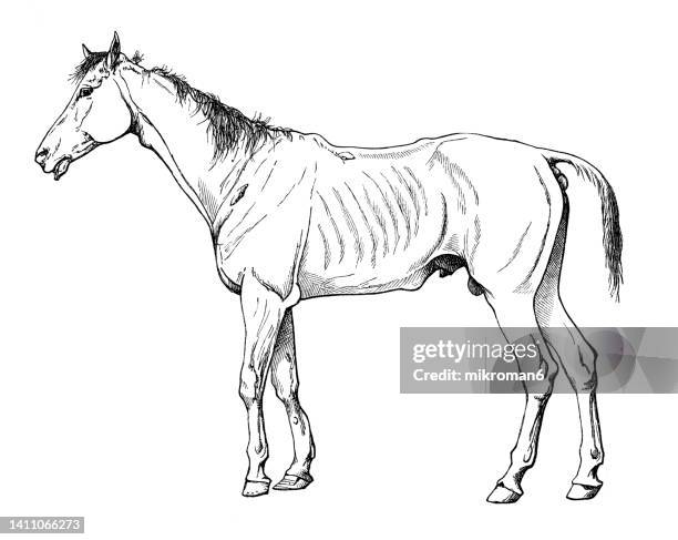 old engraved illustration of the horses, equine anatomy - animal mouth stock illustrations fotografías e imágenes de stock