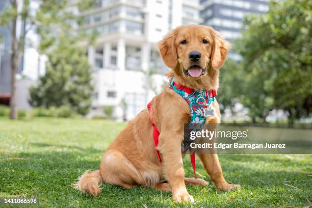 cheerful golden retriever puppy with bib, sitting in the park, looking at the camera - labrador retriever fotografías e imágenes de stock