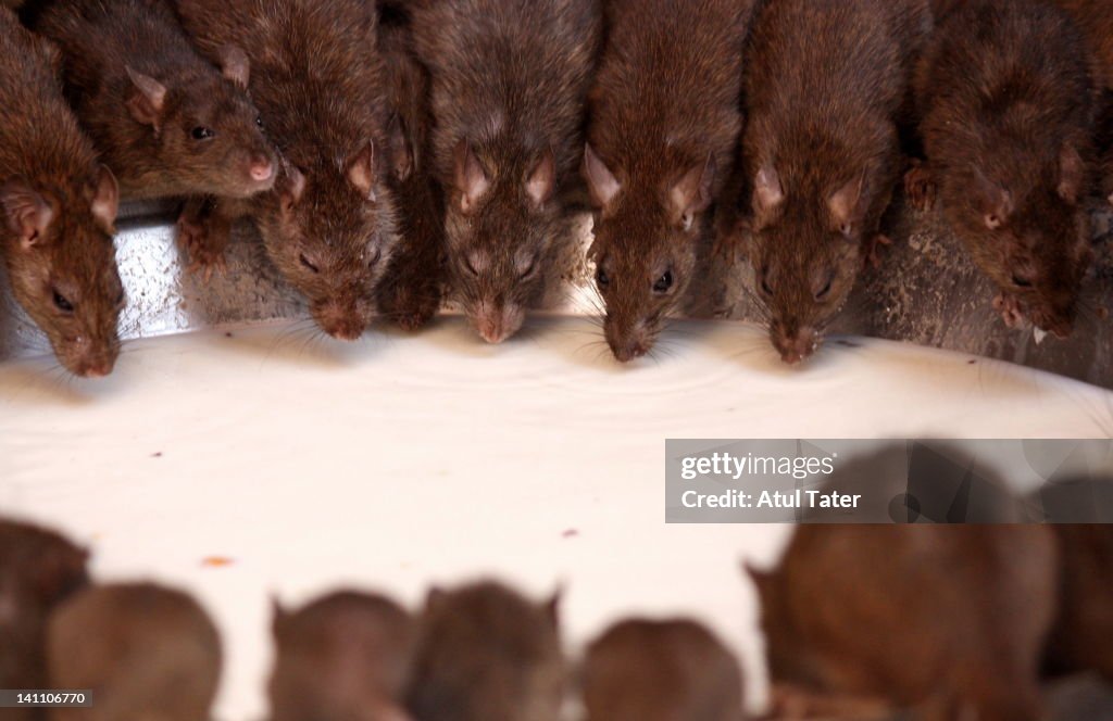 Rats drinking milk