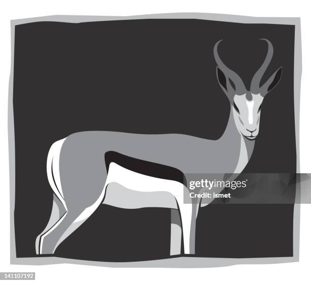 african springbok - springbok horns stock illustrations