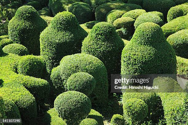 france, dordogne valley - topiary stock-fotos und bilder