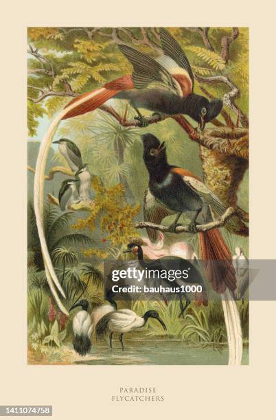 paradise flycatcher, bird, antique american engraving: natural history, 1885 - eutrichomyias rowleyi stock illustrations