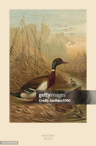 mallard duck, bird, antique american engraving: natural history, 1885 - duck stock illustrations