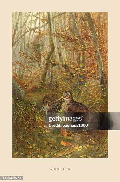 ilustraciones, imágenes clip art, dibujos animados e iconos de stock de woodcock, pájaro, grabado americano antiguo: historia natural, 1885 - litografi