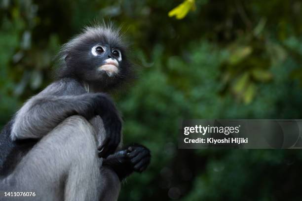 southeast asian wildlife dusky leaf monkey - leaf monkey stockfoto's en -beelden