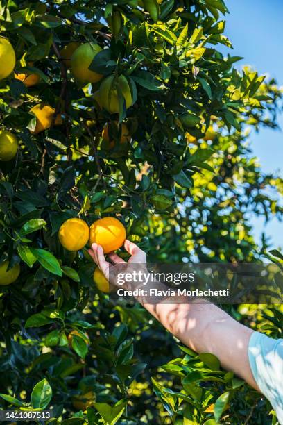 hand holding orange from tree - ast baum hand frühling stock-fotos und bilder