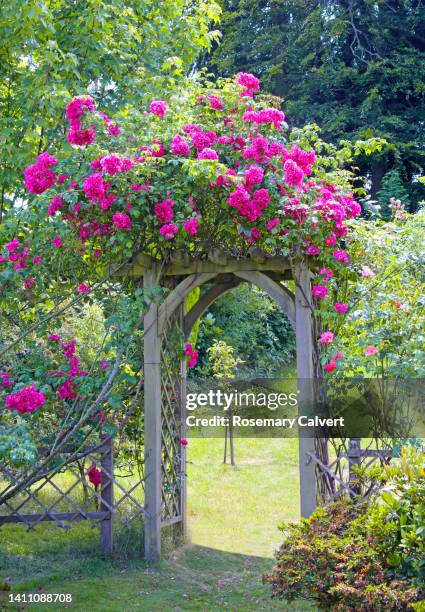 pink american pillar rose on  arch in english domestic garden. - roses in garden stock pictures, royalty-free photos & images