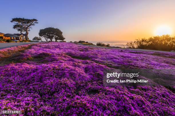 sitting on the purple carpet in pacific grove california - cidade de monterey califórnia - fotografias e filmes do acervo