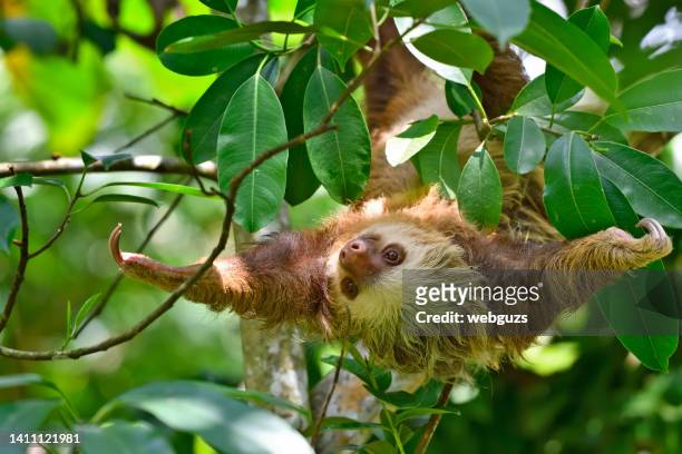 two toed sloth in a tree - sloth 個照片及圖片檔