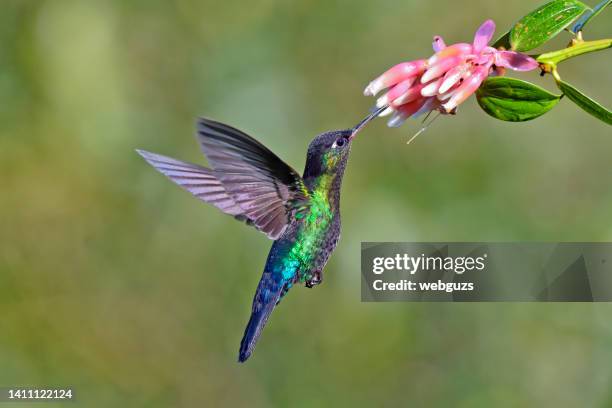 feuerkehlkolibri nimmt nektar aus einer blume - hummingbirds stock-fotos und bilder