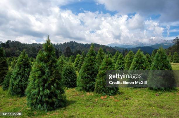 christmas tree farm, bosque esmeralda [esmeralda park], amecameca de juárez, state of mexico, mexico - azienda arboricola da legno foto e immagini stock