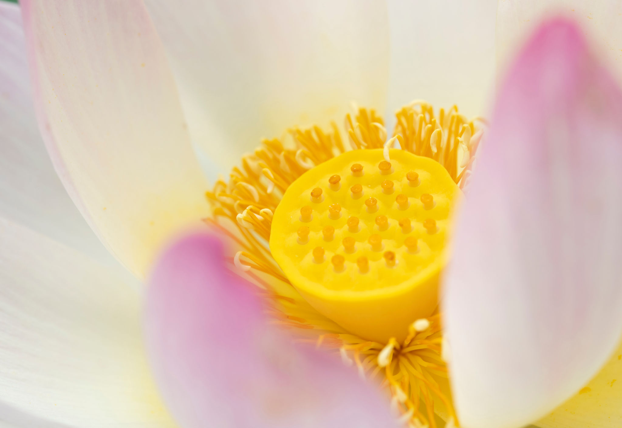 Lotus flower in macro Lotus flower in macro