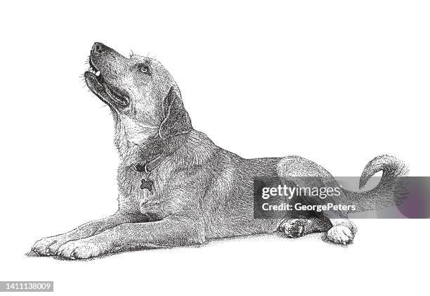 mixed breed dog in animal shelter, hoping to be adopted - stipple effect stock illustrations