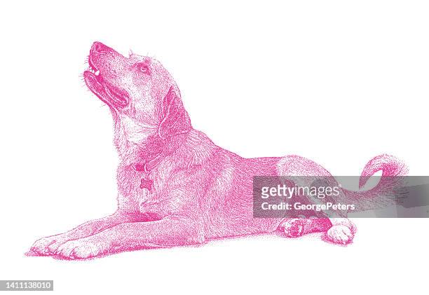 stockillustraties, clipart, cartoons en iconen met mixed breed dog in animal shelter, hoping to be adopted - mixed breed dog