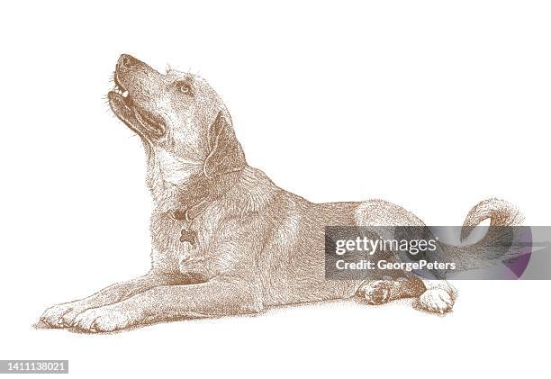 mixed breed dog in animal shelter, hoping to be adopted - australian cattle dog white background stock illustrations