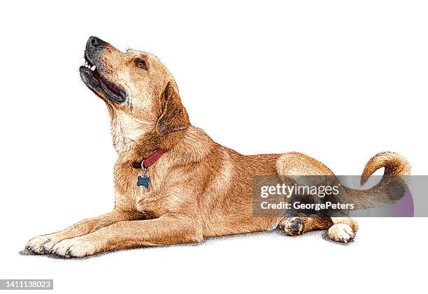 mischlingshund im tierheim, in der hoffnung, adoptiert zu werden - auf dem bauch liegen stock-grafiken, -clipart, -cartoons und -symbole