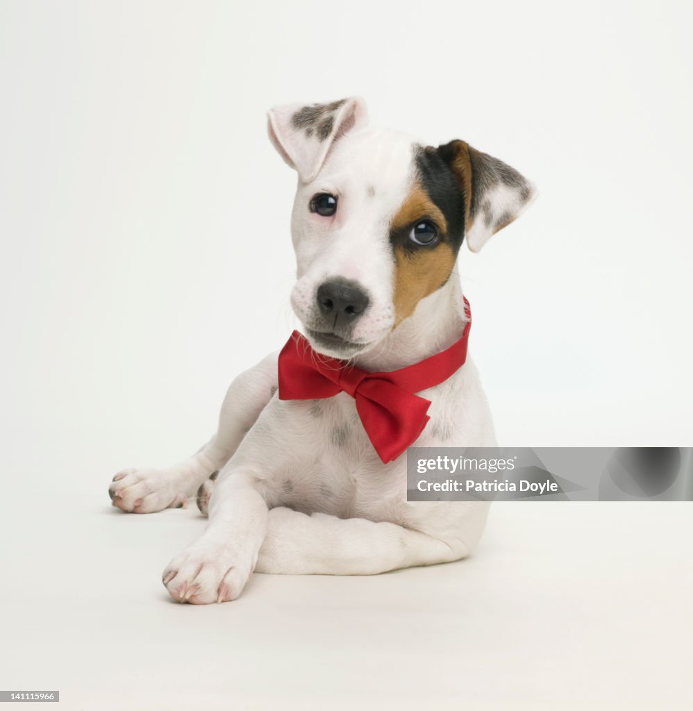 Celebrity dog
