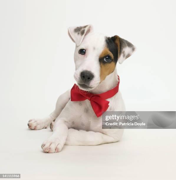 celebrity dog - well dressed dog stock pictures, royalty-free photos & images