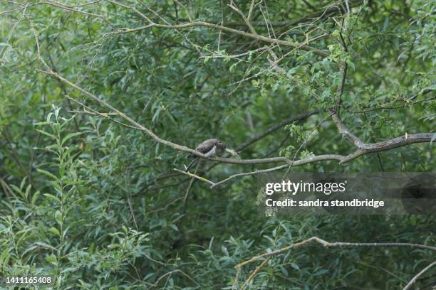 a baby cuckoo, cuculus canorus, perching on a branch in a tree. it is being fed by a reed warbler that hatched the egg after a cuckoo laid its egg in its nest. - casque audio stock pictures, royalty-free photos & images