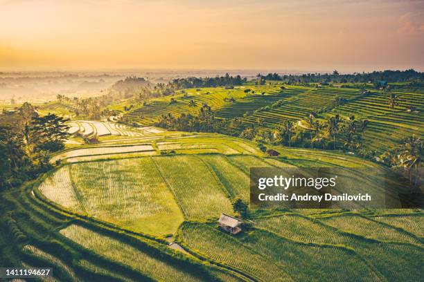 bali, sunrise over jatiluwih rice terraces. view from above. - jatiluwih rice terraces stock pictures, royalty-free photos & images