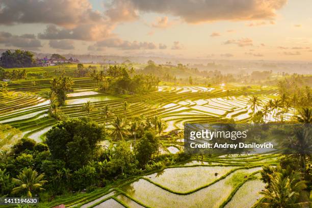 bali, sunrise over jatiluwih rice terraces. view from above. - rice terrace 個照片及圖片檔