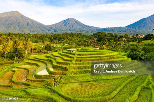 bali, sonnenaufgang über jatiluwih reisterrassen. blick von oben. - reisterrasse stock-fotos und bilder