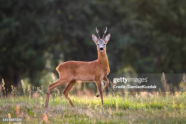roe deer (capreolus capreolus) - stag stock pictures, royalty-free photos & images