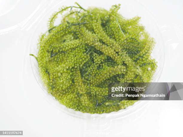 umi-budo sea grapes green caviar, sea grapes seaweed caulerpa lentillifera - groene alg stockfoto's en -beelden