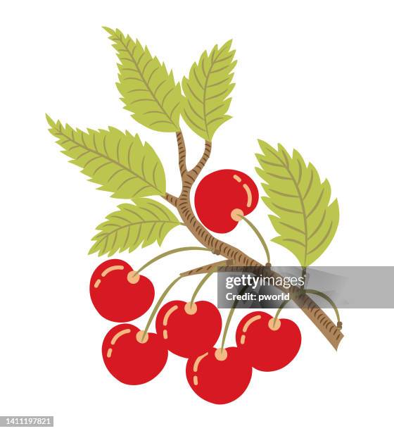 cherry branch . - cherry isolated stock illustrations