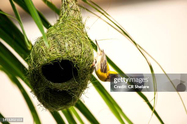 baya weaver bird, india. - bird's nest stock-fotos und bilder