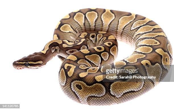 royal python snake - serpent stock-fotos und bilder